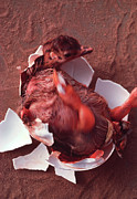 Ostrich Egg Hatching #1 Photograph by Science Photo Library