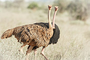 Ostrich, Struthio Camelus, Male & #1 Photograph by Sarah Darnell