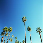 Palm Trees Against Blue Sky #1 Photograph by Micha Pawlitzki