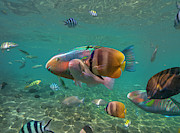 Parrotfish, Butterflyfish, And Sergeant Major Damselfish, Negros Oriental, Philippines #1 Photograph by Tim Fitzharris Parrotfish, Butterflyfish, And Sergeant Major Damselfish, Negros Oriental, Philippines #1 Photograph by Tim Fitzharris
