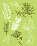 Pattern of Leaves #1 Drawing by CSA Images Pattern of Leaves #1 Drawing by CSA Images