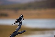 Pied Kingfisher (ceryle Rudis) #1 Photograph by Roger De La Harpe