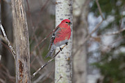 Pine Grosbeak, Sax Zim Bog #1 Photograph by Paul Schultz Pine Grosbeak, Sax Zim Bog #1 Photograph by Paul Schultz