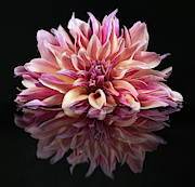 Pink Giraffe Dahlia #1 Photograph by Karen Leigh