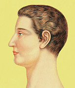 Profile of Man #1 Drawing by CSA Images Profile of Man #1 Drawing by CSA Images