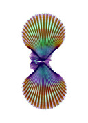 Queen Scallop Shell #1 Photograph by Science Photo Library