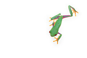 Red Eyed Tree Frog Captive, Occurs In Central #1 Photograph by Edwin Giesbers / Naturepl.com