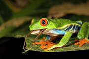 Red-eyed Tree Frog Swallowing A Spider. El Arenal, Costa #1 Photograph by Chris Mattison / Naturepl.com