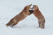 Red Fox ( Vulpes Vulpes Fulves) In Deep #1 Photograph by Sarah Darnell