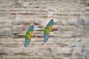 Red-fronted Macaw Two In Flight, Red-fronted Macaw #1 Photograph by Bernard Castelein / Naturepl.com