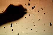 Researcher Moving Insect With Tweezers, Insects Attracted #1 Photograph by Edwin Giesbers / Naturepl.com Researcher Moving Insect With Tweezers, Insects Attracted #1 Photograph by Edwin Giesbers / Naturepl.com