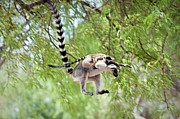 Ring-tailed Lemur (lemur Catta) Leaping #1 Photograph by Nick Garbutt