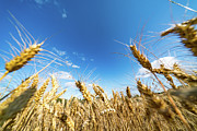 Ripe Wheat Crop #1 Photograph by Science Photo Library
