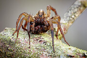 Rustic Wolf Spider #1 Photograph by Heath Mcdonald/science Photo Library