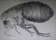 Scientific drawing of a flea #1 Photograph by Steve Estvanik Scientific drawing of a flea #1 Photograph by Steve Estvanik