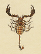 Scorpion #1 Drawing by CSA Images Scorpion #1 Drawing by CSA Images