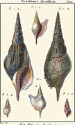 Sea Shells IIi #1 Painting by Denis Diderot