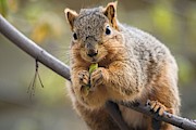 Snacking Squirrel Digital Art by Don Northup