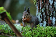 Squirrel #3 Pyrography by Magnus Haellquist Squirrel #3 Pyrography by Magnus Haellquist