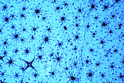 Stellate Leaf Hairs #1 Photograph by Science Photo Library