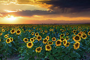 Summer Color #1 Photograph by John De Bord