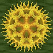 Sunflower #2 Photograph by Minnie Gallman Sunflower #2 Photograph by Minnie Gallman