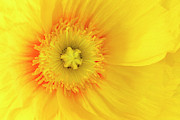 Sunshine #2 Photograph by Patty Colabuono