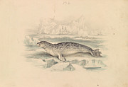 The Ringed Seal, James Stewart #1 Drawing by Artokoloro