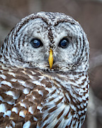 Barred Owl #1 Photograph by Brad Bellisle