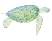 Tranquil Sea Turtle I #1 Painting by Megan Meagher
