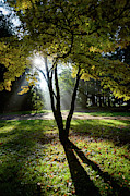 Trees and shadows #1 Photograph by Colin Rayner