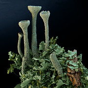 Trumpet Lichen #1 Photograph by Meckes/ottawa