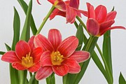 Tulipa Kaufmanniana 'fashion' Flowers #1 Photograph by Science Photo Library