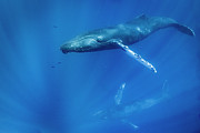 Underwater Photo, Humpback Whales #1 Photograph by Ralph Lee Hopkins