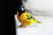 Village Weaver Photograph by SAURAVphoto Online Store