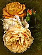 Vintage Roses #1 Photograph by Richard Cummings
