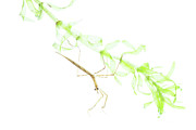 Water Stick Insect On Aquatic Plant, The Netherlands. #1 Photograph by Edwin Giesbers / Naturepl.com Water Stick Insect On Aquatic Plant, The Netherlands. #1 Photograph by Edwin Giesbers / Naturepl.com