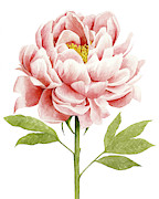 Watercolor Peony II #1 Painting by Grace Popp