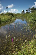 Wet Dune Slack #1 Photograph by Science Photo Library