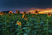Whispers Of Summer #1 Photograph by John De Bord