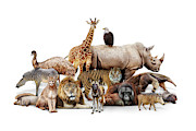 Phoenix Zoo Animals Photograph by Good Focused