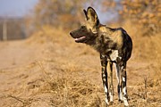 Wild Dog (lycaon Pictus). Hoedspruit #1 Photograph by Roger De La Harpe