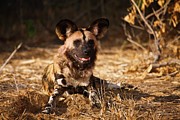 Wild Dog (lycaon Pictus). Northern Tuli #1 Photograph by Roger De La Harpe
