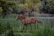 Wild Horse #1 Photograph by Ralph Vazquez