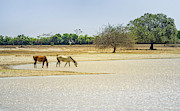 Wild Horses Guanapalo Casanare Colombia #1 Photograph by Adam Rainoff