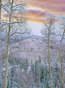 Winter Quaking Aspen, Aspen Vista, Santa Fe National Forest, New Mexico #1 Photograph by Tim Fitzharris Winter Quaking Aspen, Aspen Vista, Santa Fe National Forest, New Mexico #1 Photograph by Tim Fitzharris