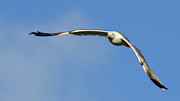 Yellow-legged Gull Flying #1 Photograph by Sapiens Verbum Yellow-legged Gull Flying #1 Photograph by Sapiens Verbum
