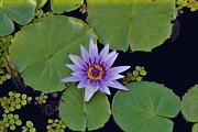Botanical Gardens #10 Photograph by Donn Ingemie