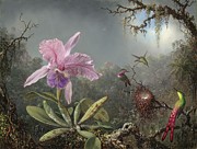 Cattleya Orchid And Three Hummingbirds Painting by Martin Johnson Heade Cattleya Orchid And Three Hummingbirds Painting by Martin Johnson Heade