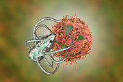 Nanorobots Attacking Cancer #10 Photograph by Science Photo Library